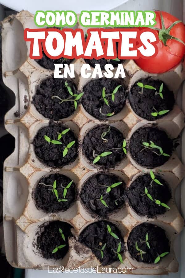 Como germinar tomates