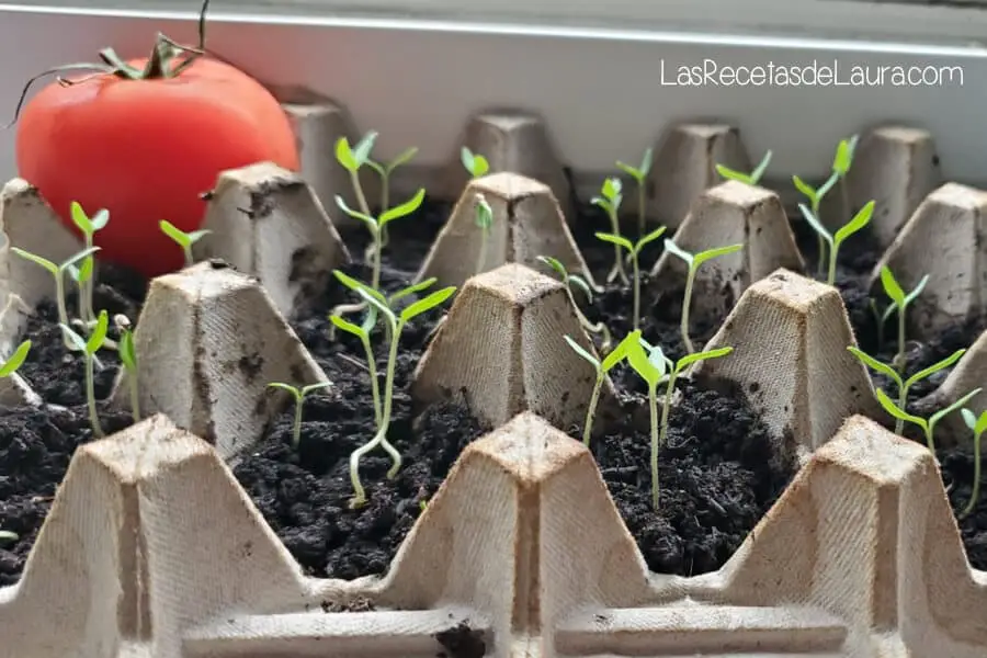 como sembrar tomates en casa