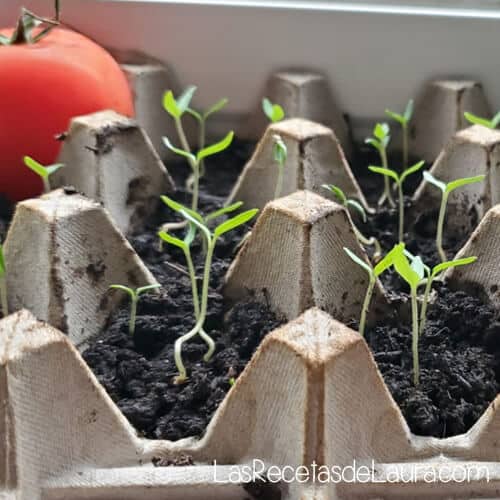 germinar tomates