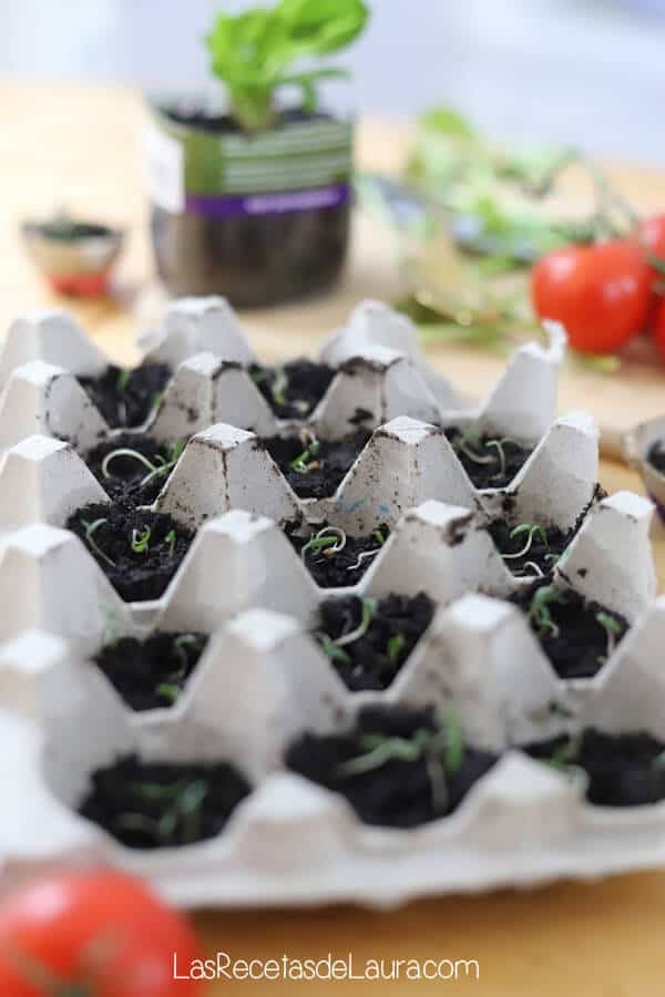 Germinar tomates en casa